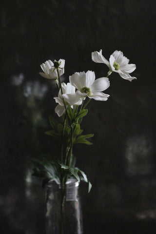 Chrysanthemum Daisy White