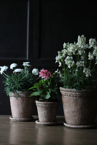 Antiqued Terracotta Planters