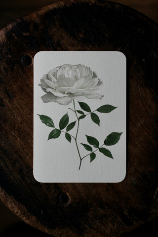 White Rose Notecard