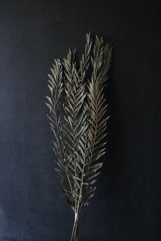 Dried Palm Leaves (pack of x5)