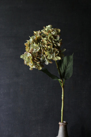 Green Hydrangea
