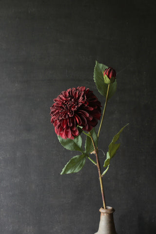 Dahlia Red