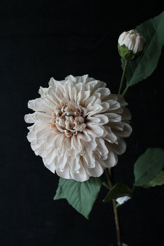 Dahlia Café au lait