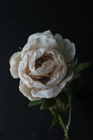 Peony café au lait