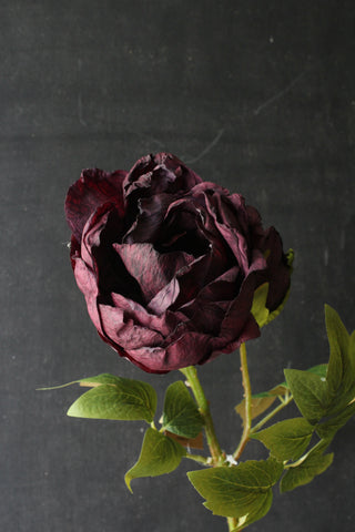 Peony Burgundy