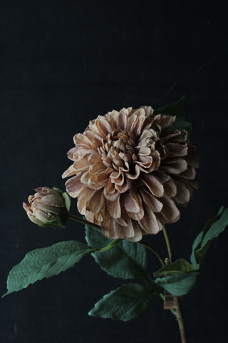 Dahlia Chocolate