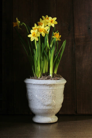 MERIDA IVORY Urn Pot