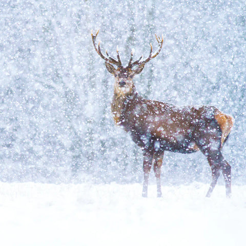 Red deer in snow