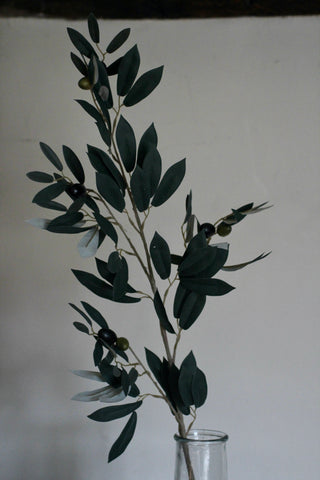 Olive Branch