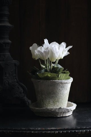 White Cyclamen in Black Pot