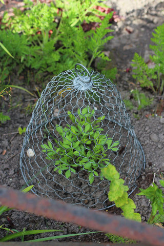 Garden Wire Cloche
