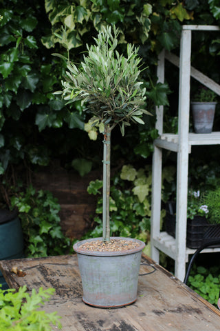 Potted Olive Tree