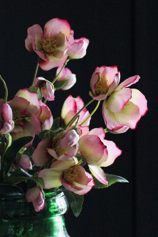 Hellebore  Pink