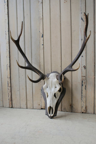 Original Deer Antlers & Skull