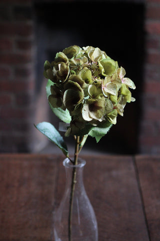 Hortensia Green Flower Stem