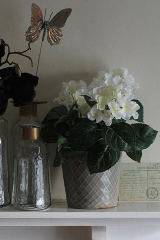 Hortensia in Pot - White